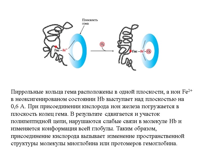 Пиррольные кольца гема расположены в одной плоскости, а ион Fe2+ в неоксигенированом состоянии Hb